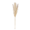 Hello Honey® 5.5ft. Natural Dried Pampas Grass Bunch